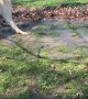 Stevie the WonderDog Splashing in Puddles