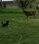 Deer Taunting Puppy