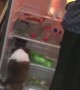 Doggo Just Wants to Chill in the Fridge
