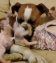 London the Boxer is the Best Babysitter of Sphynx Kittens