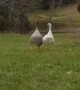 Excited geese run over after spotting human friend