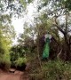 Peacock Flight In Slow Motion