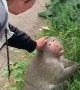 Monkey Scares a Woman