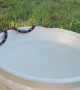 Coral Snake Balances on Bucket's Edge