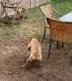 Dog Chases Ball Without Running