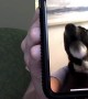 Doggy Gets Excited Over Video Call With Its Person