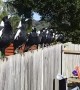 Australian Magpie Choir in the Backyard