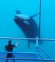 Talented Orca Puts on Performance