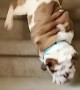 Eager Bulldog Takes a Tumble