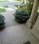 Dog Sprinting out Front Door has a Close Call