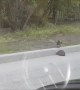Crow Helps Hedgehog to Cross the Street