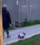 Tiny Steps for Adorable Dog