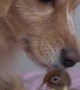 Dog Gets to Know Duckling
