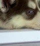 Siberian Husky Pup Wants to Nap on Fridge Shelf