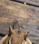 Chipmunk Fills its Cheeks