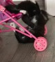 Whimsical Kittens Playing on a Stroller