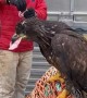 Hand Feeding A Beautiful Bald Eagle