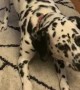 Food Dilemma for Dalmatian