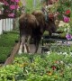 Moose Nimbly TipToes Through Greenhouse
