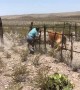 Bull Unintentionally Helps Rancher over Fence