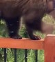 Young Bear Pays Porch a Visit