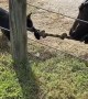 Puppy Plays Tug of War With Horse