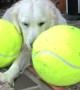 Happy Golden Playing with Her Giant Tennis Balls