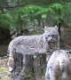 Pet Bobcat Bops Wild Bobcat Who Wanders Too Close