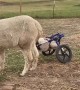Lamb Who Lost the Use of His Back Legs Gets Shiny New Wheels