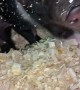 Waking Two Adorable Piglets