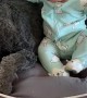 Dog Doesn't Like Easter Outfit As Much As Infant
