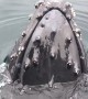 Incredibly close whale encounters caught on camera