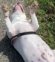 Bull Terrier Basking in the Sun