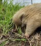 A Rare Albino Echidna
