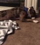Pit Bull looks after cute bunny and acts as his dad