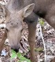 Baby Moose Mistakes Man for Its Mom