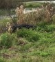 Giant alligator surprises joggers along trail in Florida