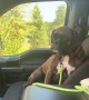 Kali the Boxer Wants to Go for a Longer Car Ride