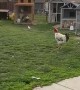 Chickens Come Running for Breakfast