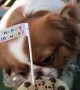 Cute Pooch Gets Birthday Cake