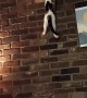 Rock-Climbing Kitty Loves to Scale Brick Wall