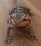 Bearded Dragon can\'t hold back excitement for blueberries