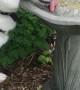 Husky Turns Bird Bath into Water Bowl