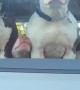 Unexpected Amount of Dogs at Traffic Stop