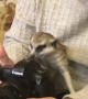 Rescued Meerkat Curiously Investigates Camera