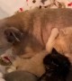 Chihuahua Curls up With Adopted Kittens