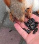 Cute Squirrel Came in Close for a Treat