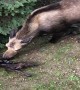 Mama Moose Gives Birth to Two Babies