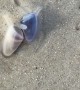 Hordes of Mini Clams Erupt from the Sands on Daytona Beach