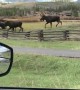 Traffic Jam in Fraser, Colorado